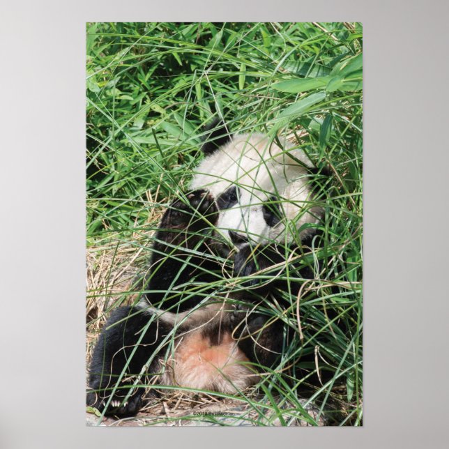 Poster Panda Géant Se Cache Dans L'Herbe (Devant)