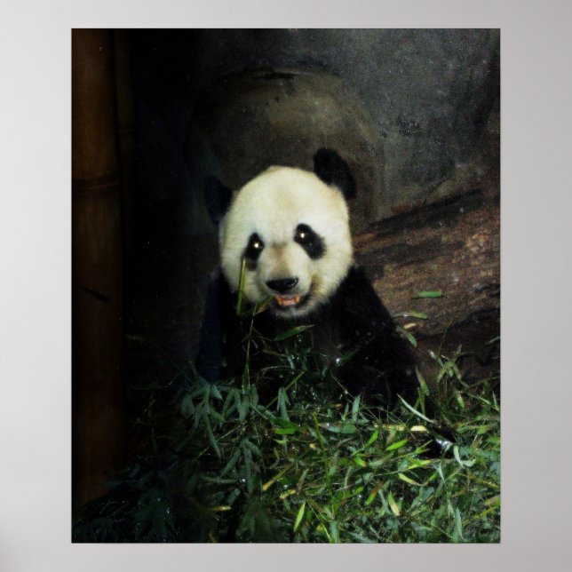 Poster Panda / Imprimer (Devant)