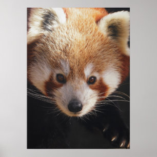 Poster panda rouge