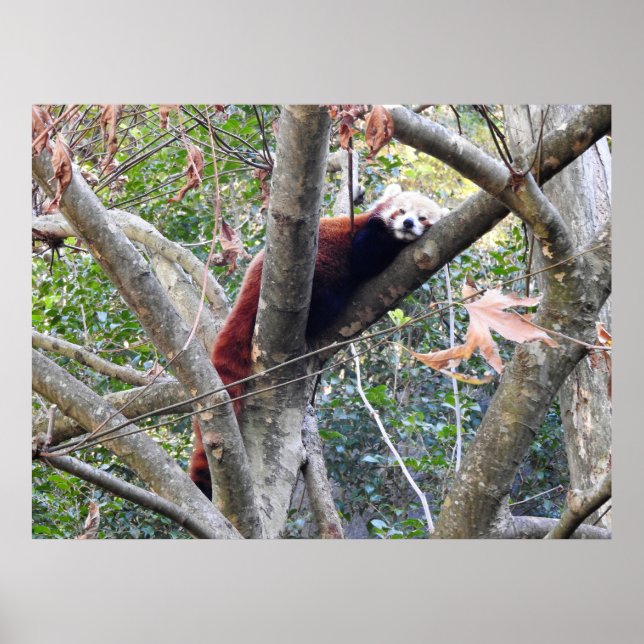 Poster Panda rouge (Devant)