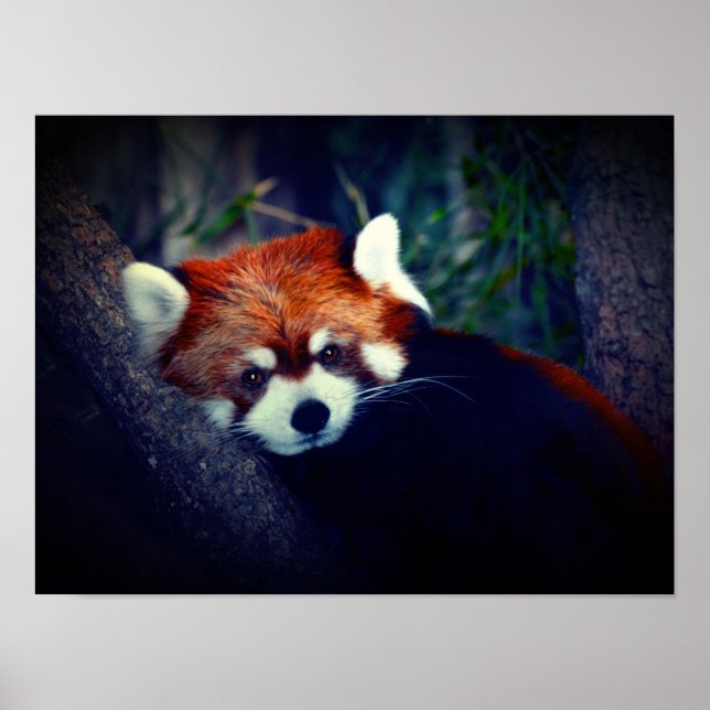 Poster Panda rouge (Devant)