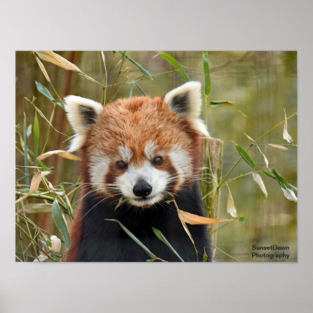 Poster Panda rouge (Devant)