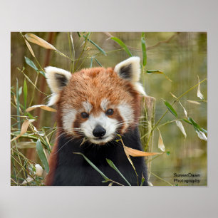 Poster Panda rouge