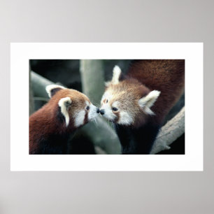 Poster Panda rouge #1