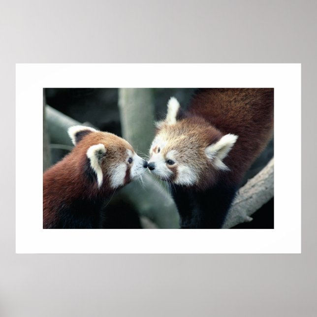 Poster Panda rouge #1 (Devant)