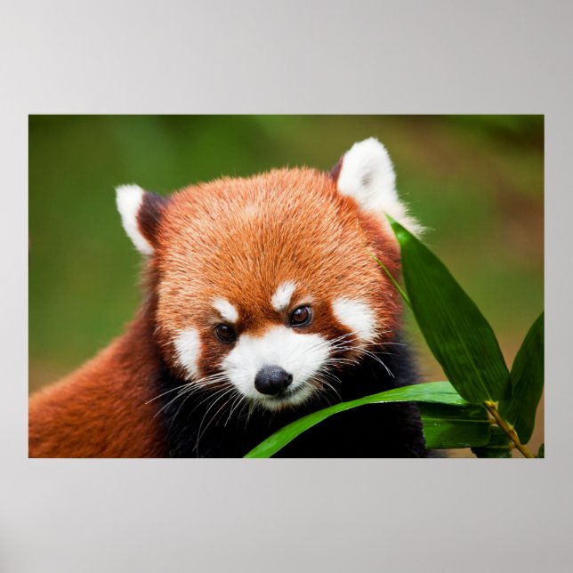 Poster Panda rouge mignonne (Devant)