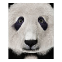 Panda roux