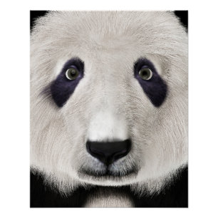 Poster Panda roux