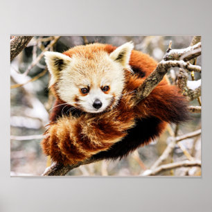 Poster Panda roux sur une branche d'arbre