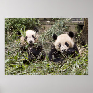 Poster Pandas Mangeant du bambou !