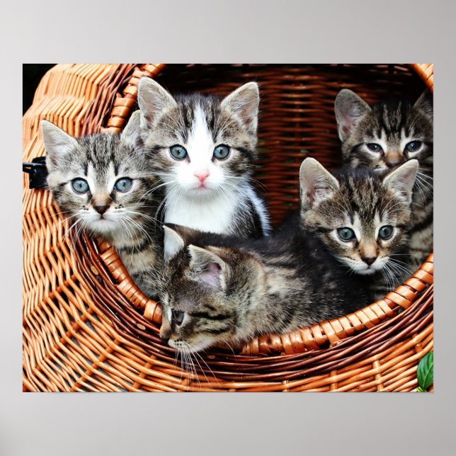 Poster Panier de chaton (Devant)