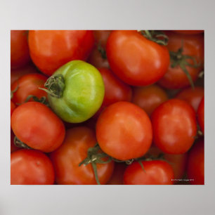 Poster Panneau à vendre de tomates rouges et vertes