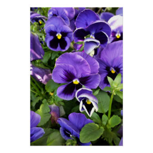 Poster panneaux violets