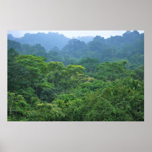 Poster Panorama d'auvent de forêt tropicale