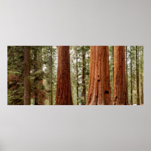 Poster Panorama de Séquoias géants