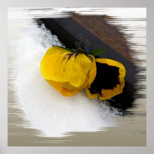 Poster Panser sur la neige