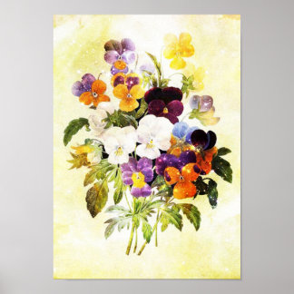 Poster Pansies