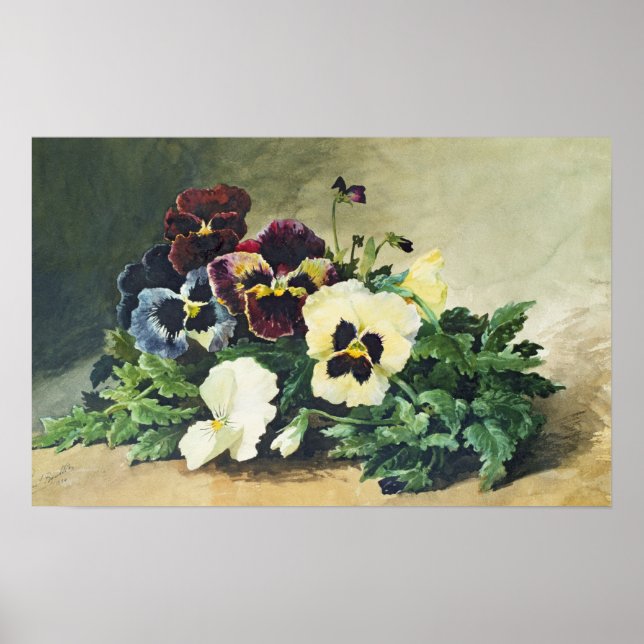 Poster Pansies d'hiver, 1884 (Devant)