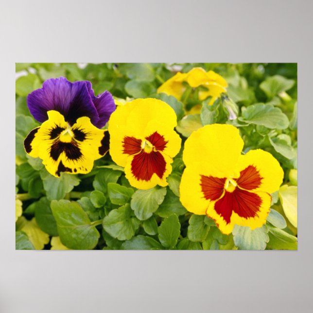 Poster Pansies jaunes fleurs (Devant)