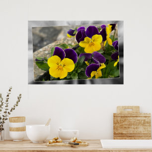 Poster Pansies jaunes violets