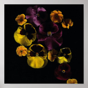Poster Pansies & Primroses