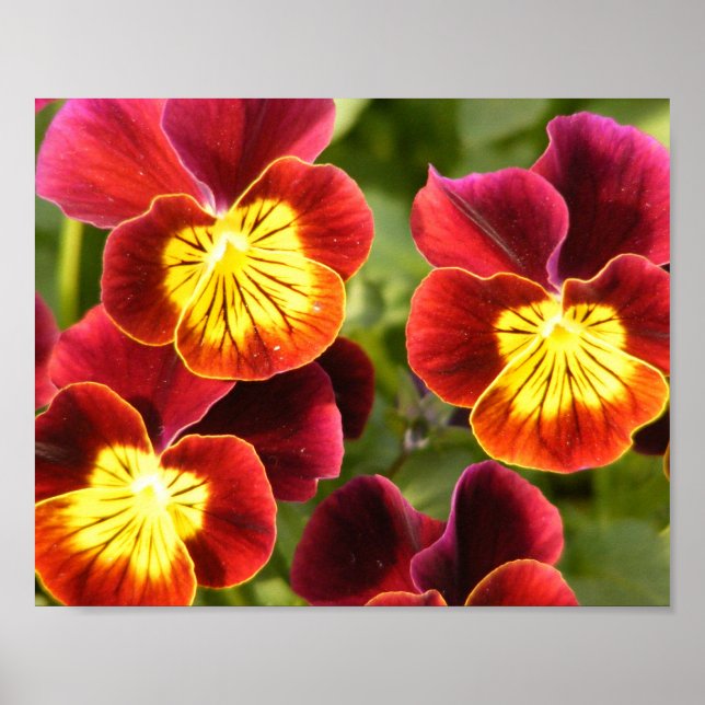 Poster Pansies rouge et jaune (Devant)