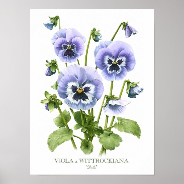 Poster Pansies violettes Imprimer (Devant)