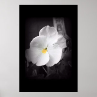 Poster Pansy noir et blanc