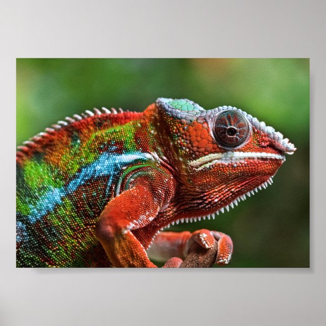 Poster Panther chameleon (Devant)