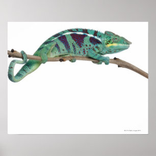 Poster Panther Chameleon Nosy Be (Furcifer pardalis)