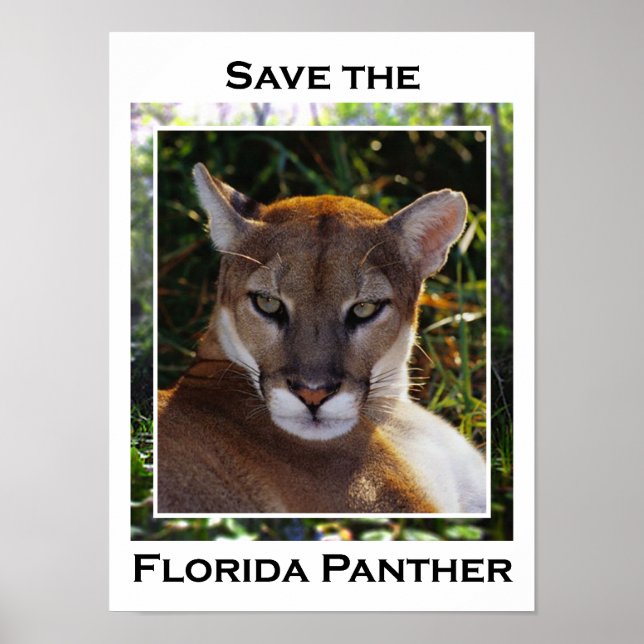 Poster Panthère de Floride (Devant)