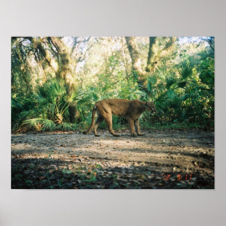 Poster Panthère de Floride en forêt
