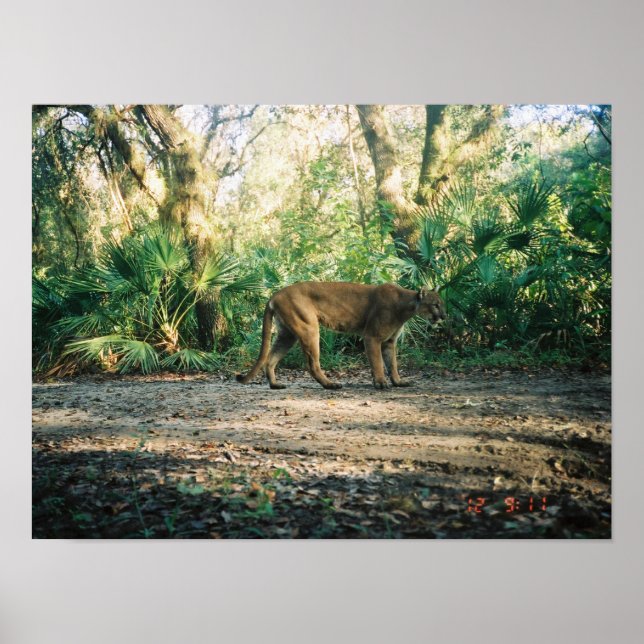 Poster Panthère de Floride en forêt (Devant)