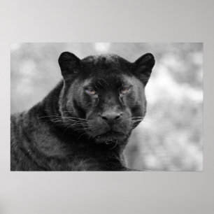 Poster panthère noire