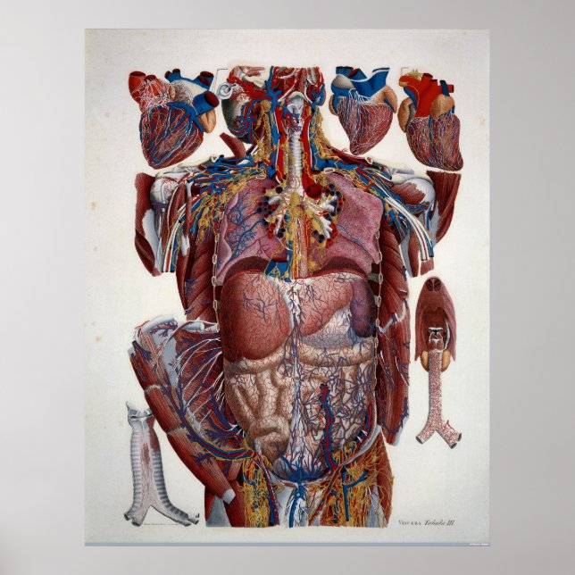 Poster Paolo Mascagni Illustration de Viscères Humaines (Devant)