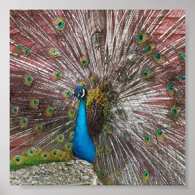 Poster Paon (Devant)