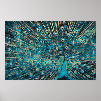 Poster paon bleu avec queue dépliée