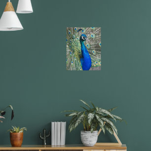 Poster Paon Bleu Magnifique Photographique