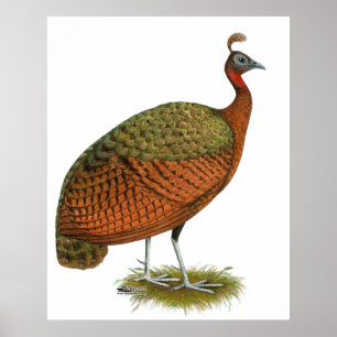 Poster Paon : Congo Peahen