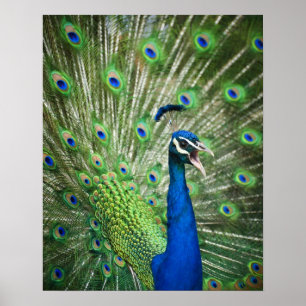 Poster Paon criard