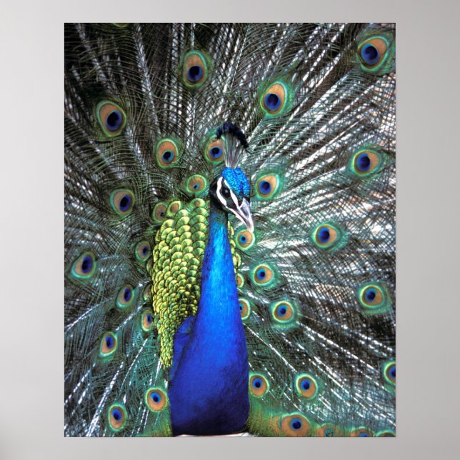 Poster Paon magnifique déployant des plumes colorées (Devant)