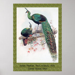 Poster Paon vert, Pavo muticus, 1872 monographie de Pha