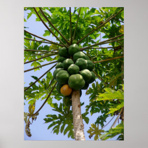 Poster Papaya Tree