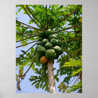 Poster Papaya Tree