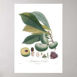 Poster Papaye