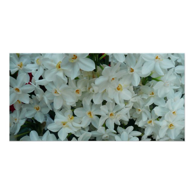 Poster Paperwhite Narcissus Fleurs blanches délicates (Devant)