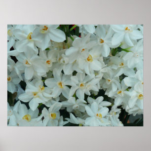 Poster Papier blanc Narcissus Imprimer