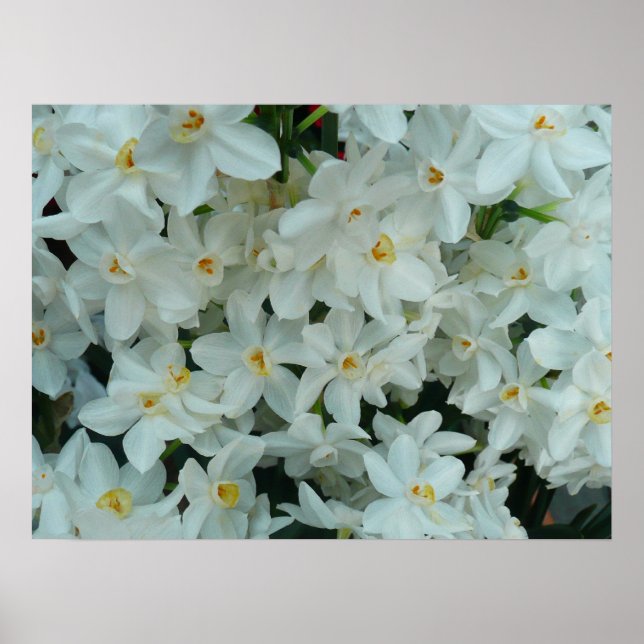 Poster Papier blanc Narcissus Imprimer (Devant)