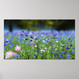 Poster Papier bleu Cornflower