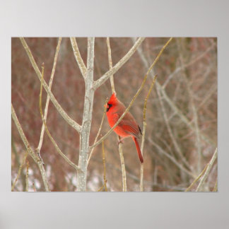 Poster Papier cardinal masculin